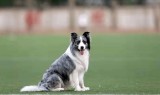 神途传奇:【第五十期预告】边牧界的传奇——神犬“刀疤”